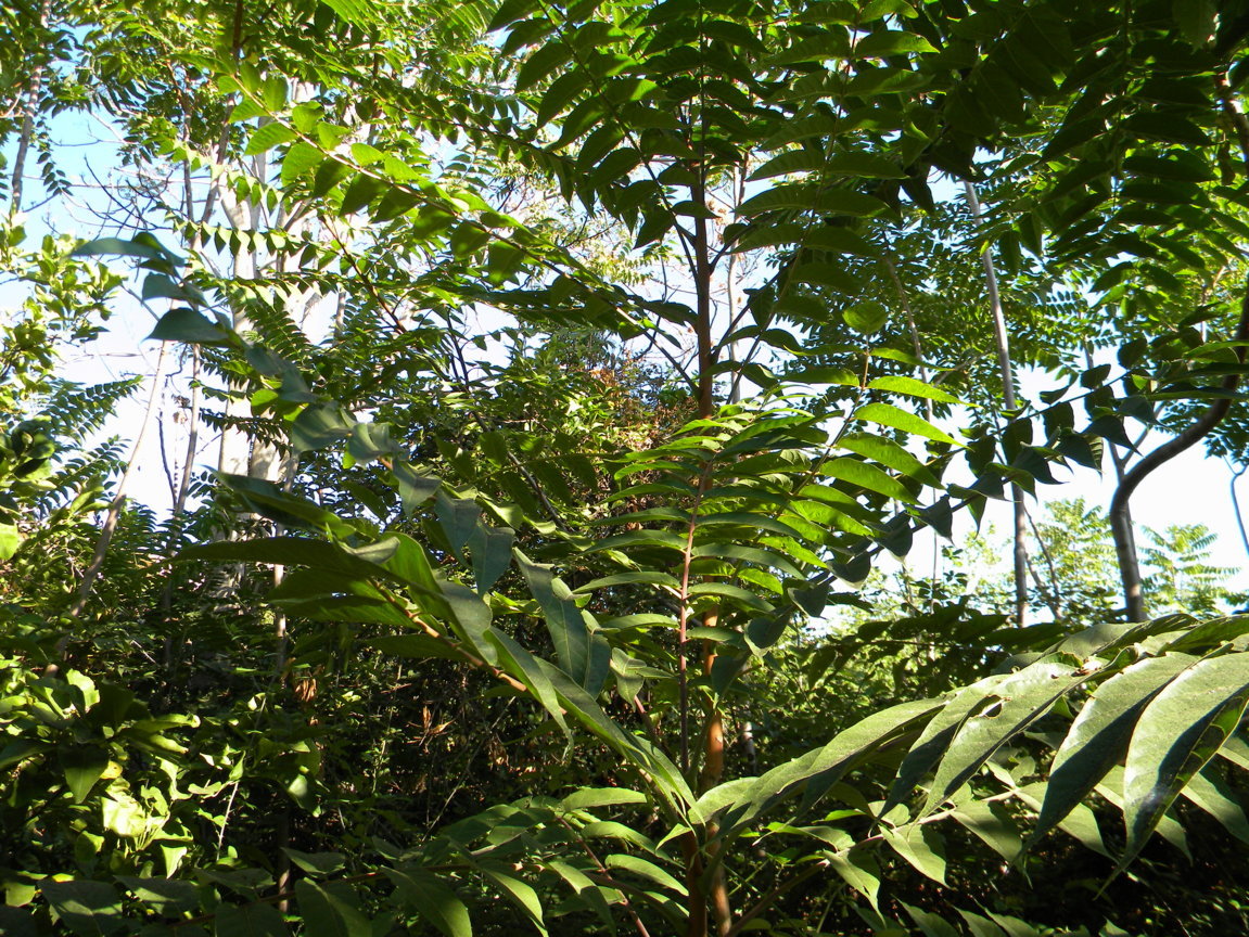 DSCN8102 .JPG